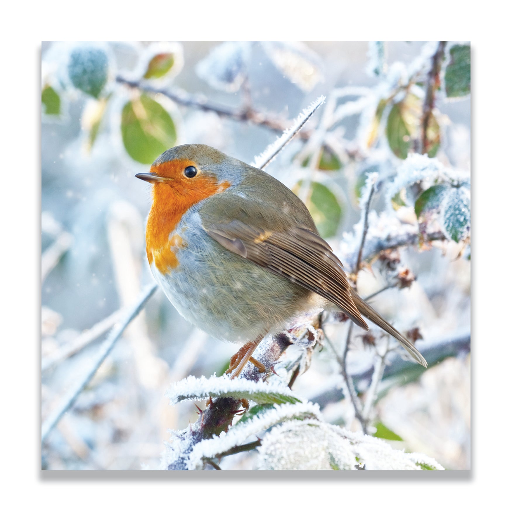 Photographic Robin | Pack of 10 charity Christmas cards with envelopes