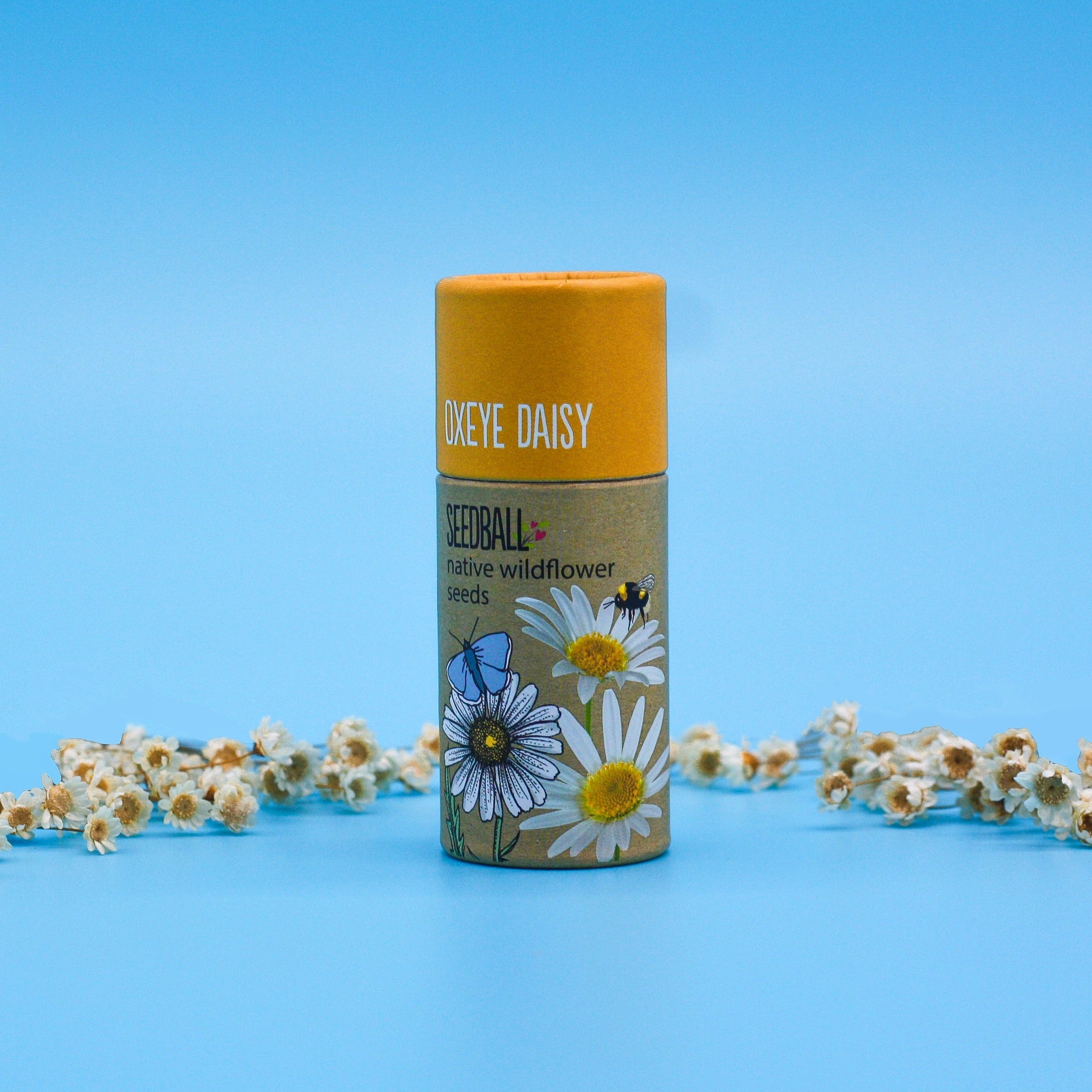 Seedball Tubes - Oxeye Daisy Mix