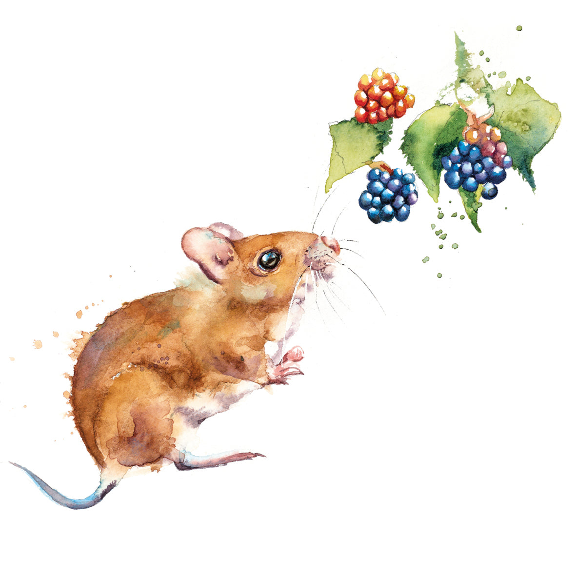 Rachel Toll wildlife card pack