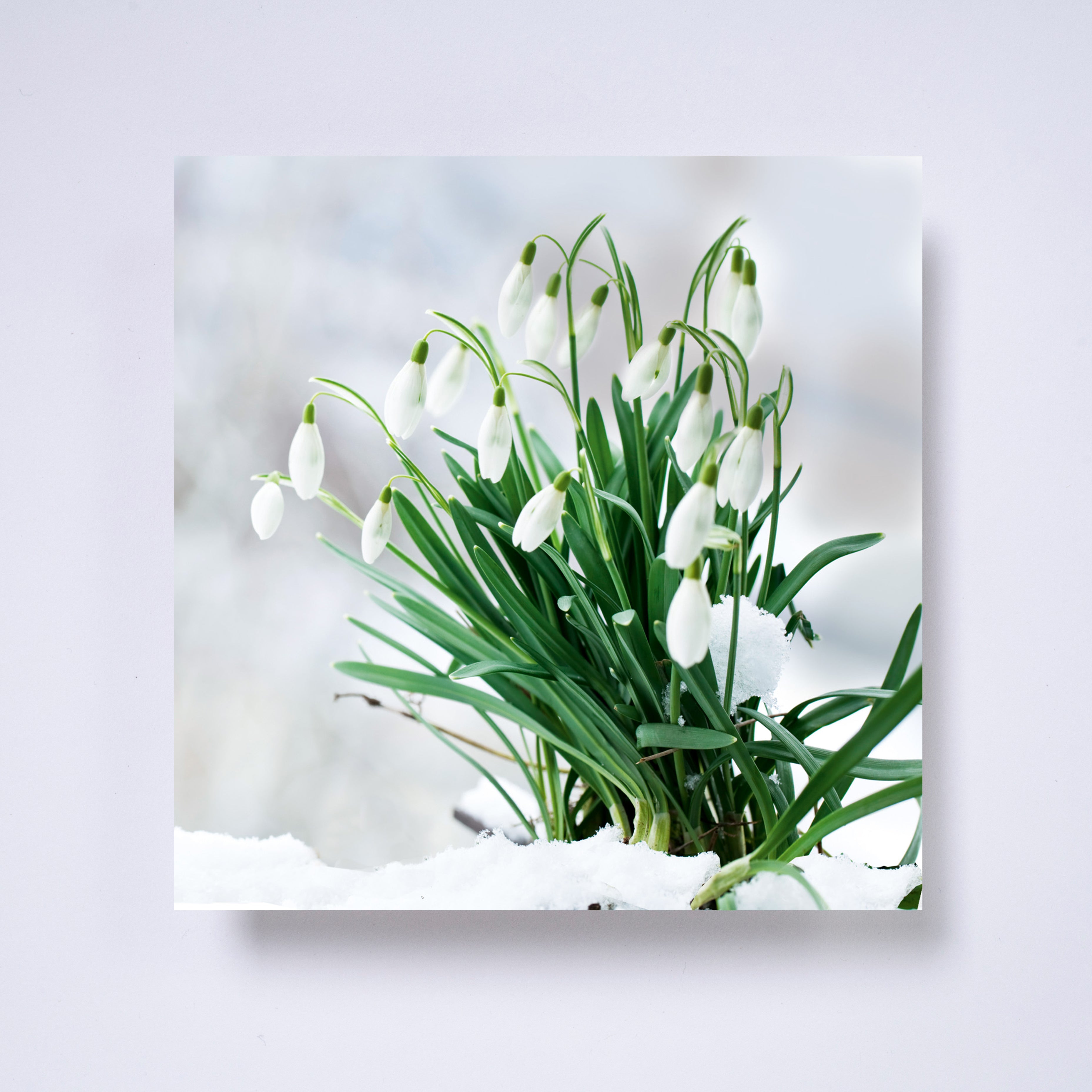 Snowdrops - pack of 10 charity Christmas cards with envelopes