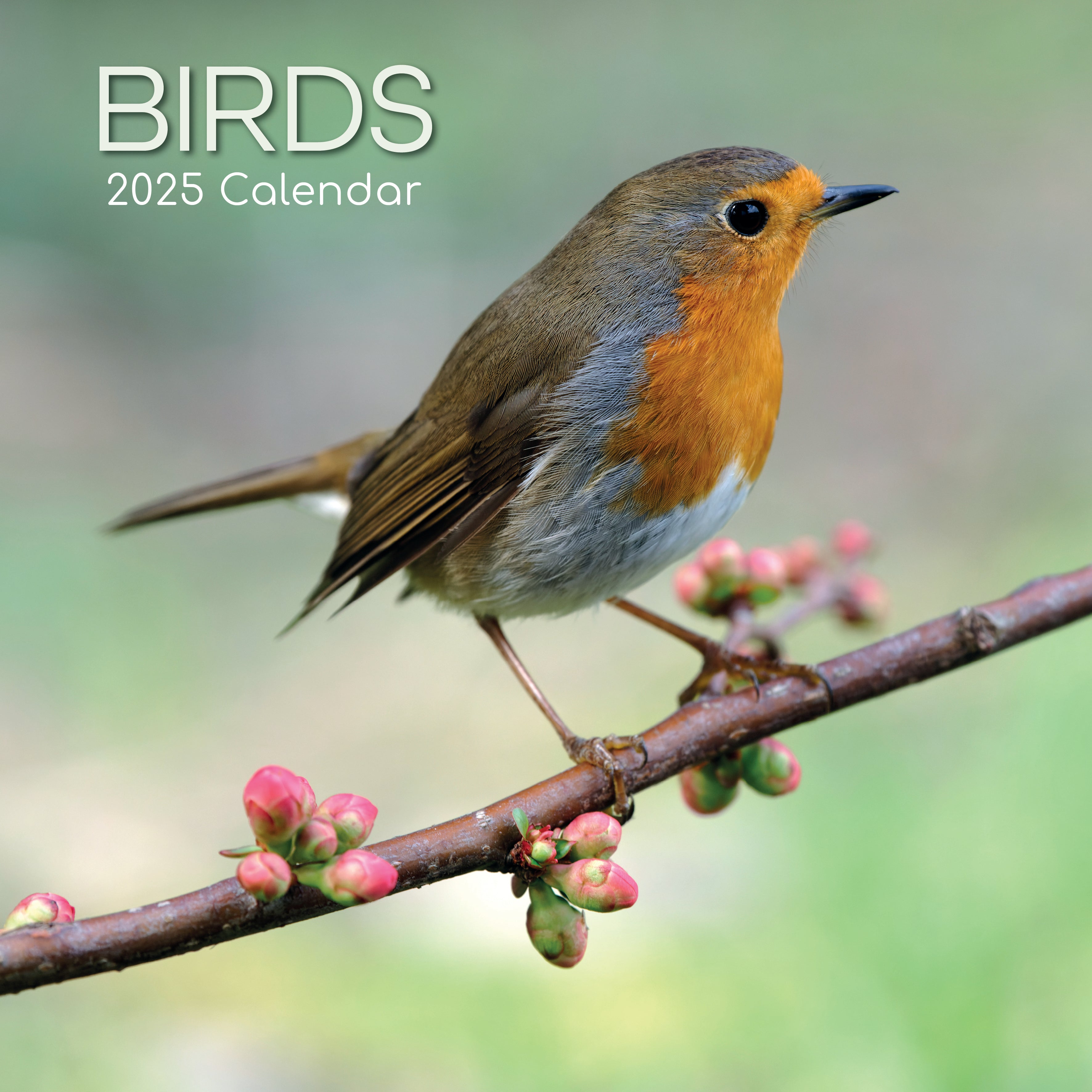 Front image of Birds 2025 square wall calendar showing a robin on a branch