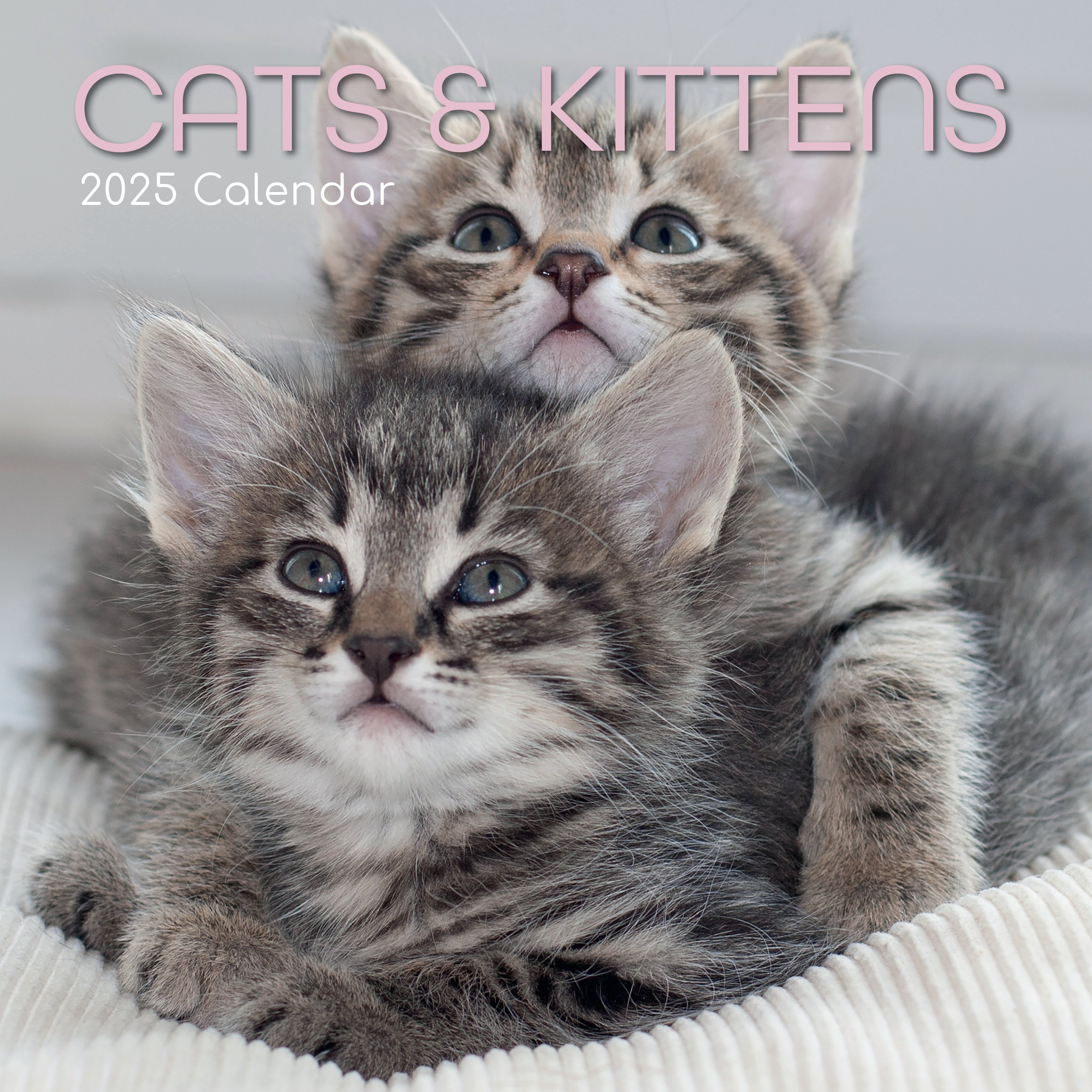 Front image of cats and kittens 2025 square wall calendar showing photographic image of two grey kittens