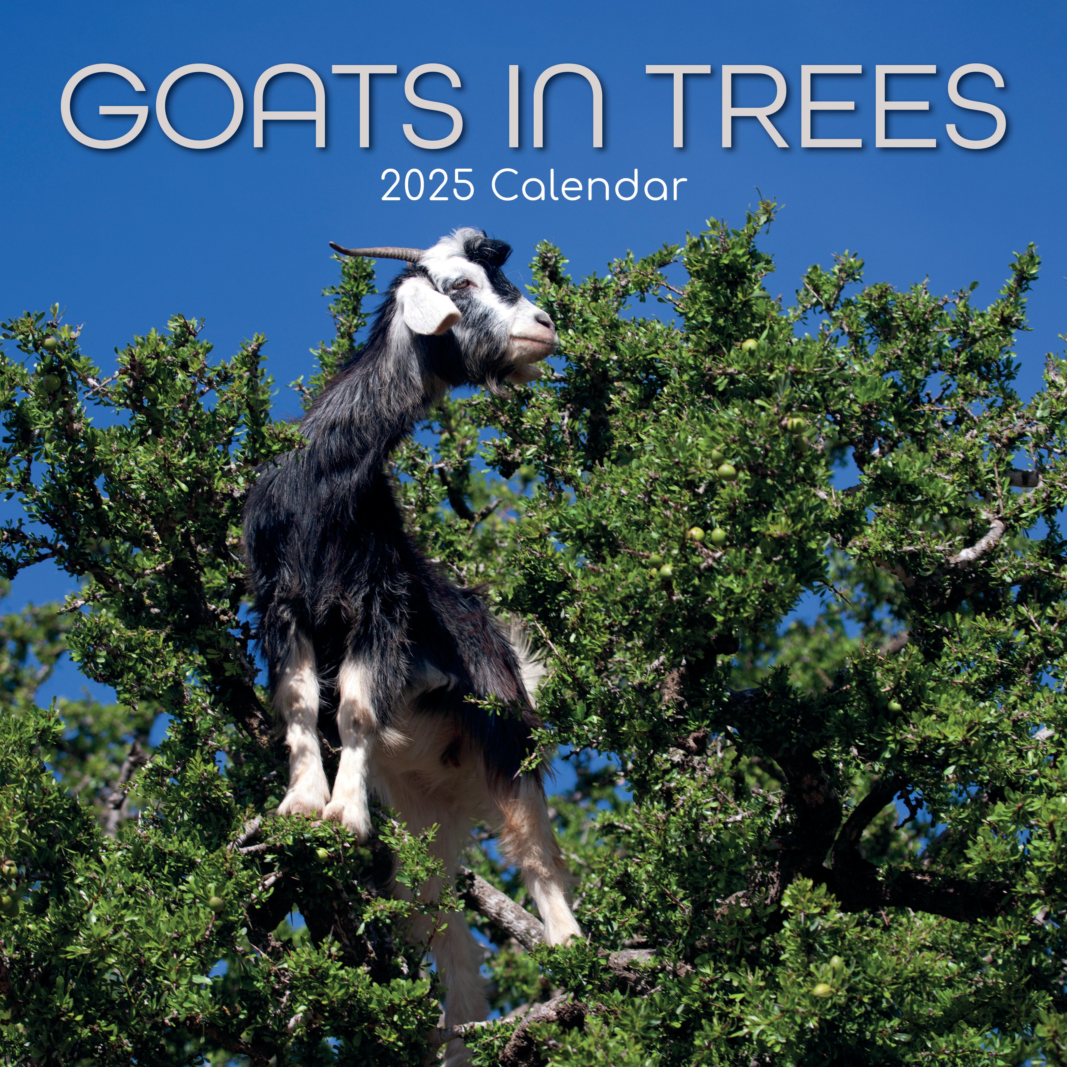 Front image of goats in trees 2025 square wall calendar showing photographic image of goat standing in a tree