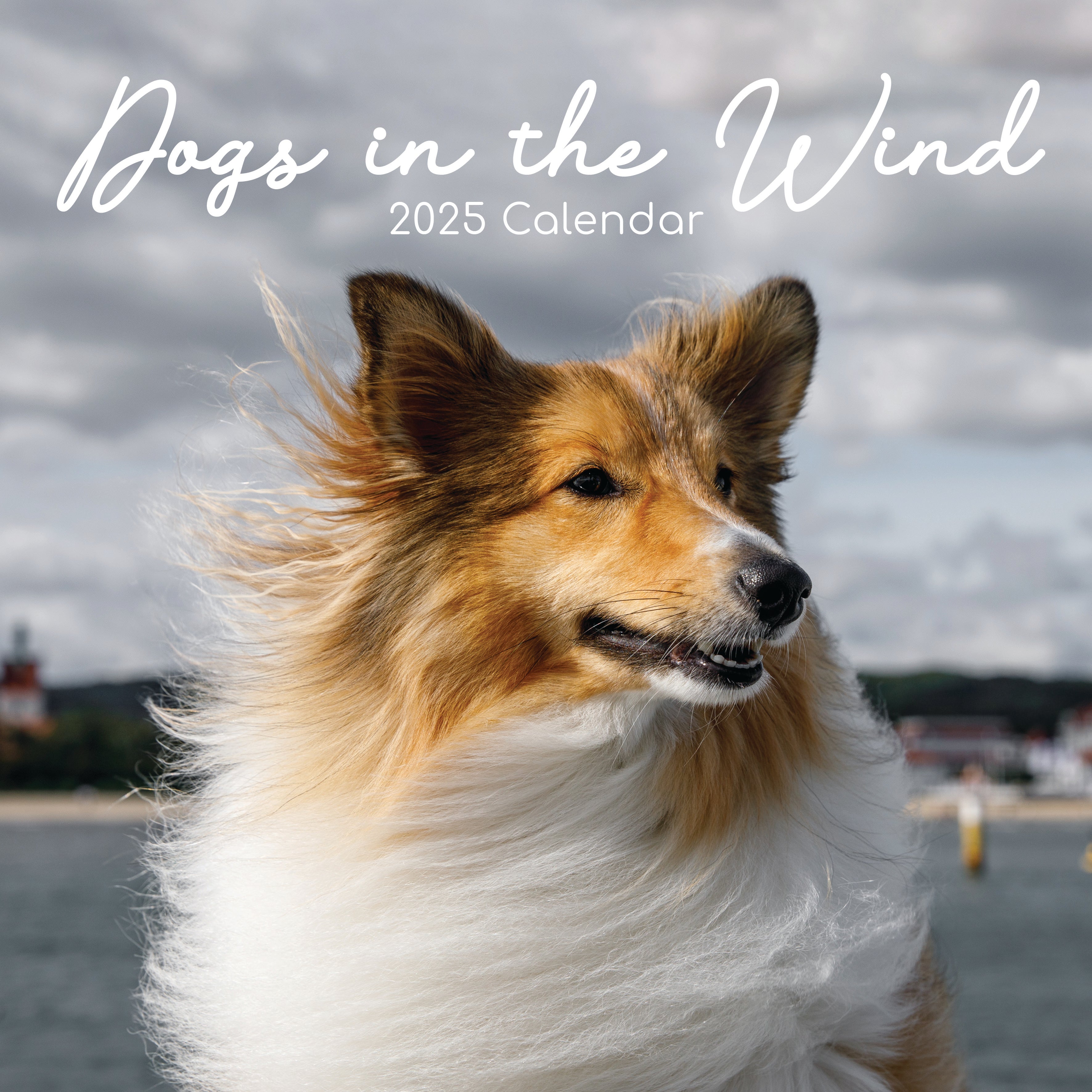 Front image of Dogs in the wind 2025 square wall calendar showing photographic image of a Collie dog