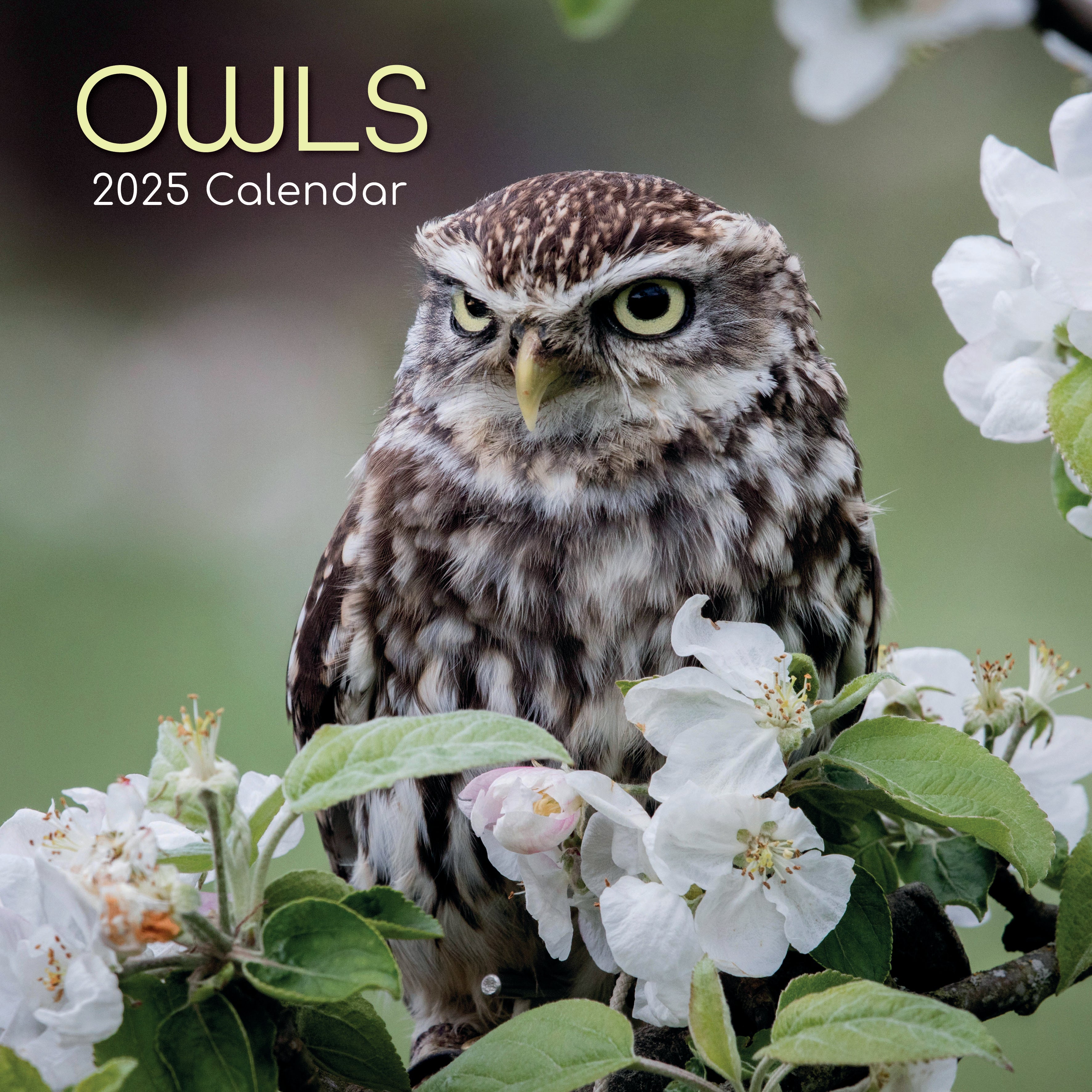 Front image of Owls 2025 square wall calendar showing photographic image of an owl sitting amongst blossom