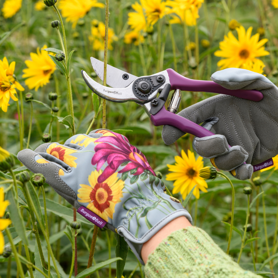 Asteraceae | Gloves