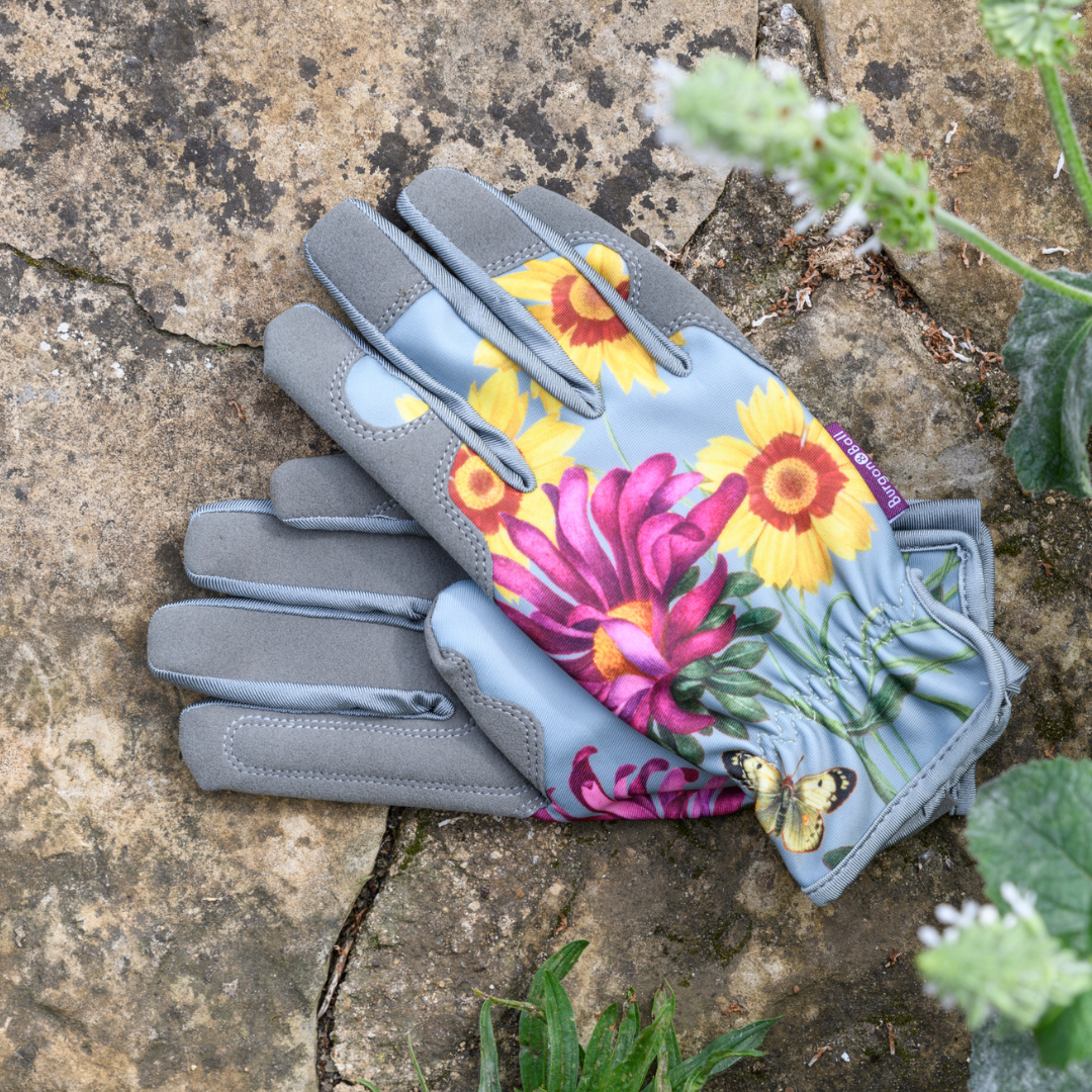 Asteraceae | Gloves