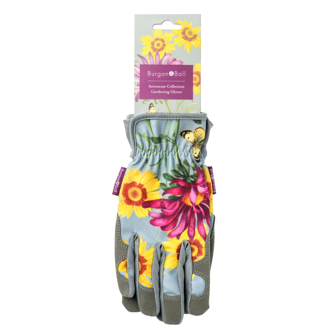 Asteraceae | Gloves