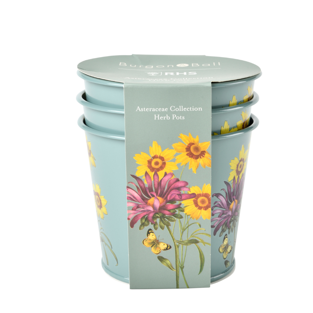 Asteraceae | Herb Pots