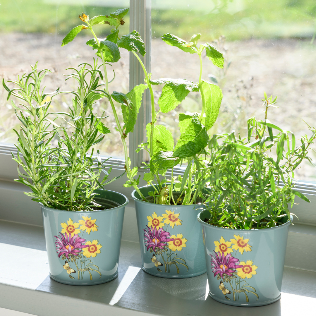 Asteraceae | Herb Pots