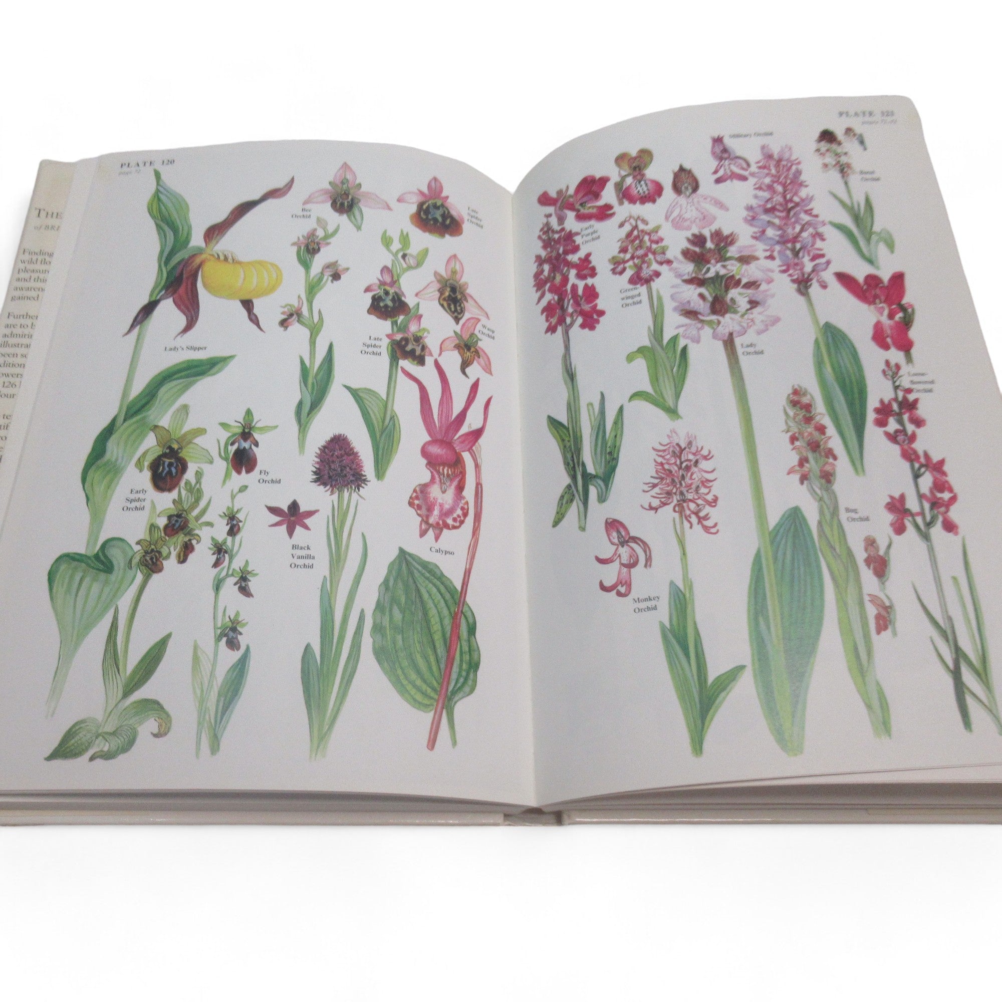 Inner page image of The Wild Flowers of Britain by Marjorie Blamey 1987