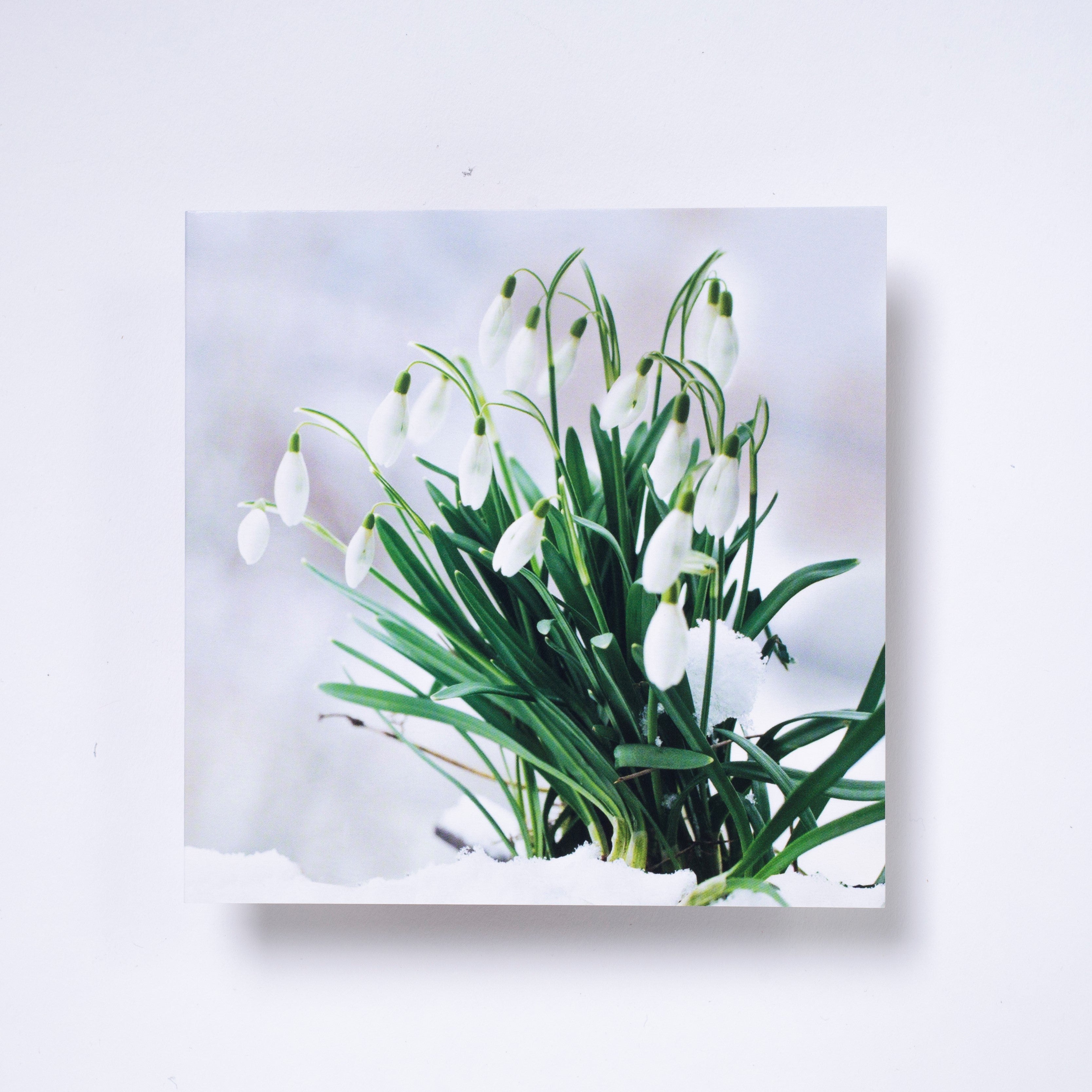 Snowdrops - pack of 10 charity Christmas cards with envelopes