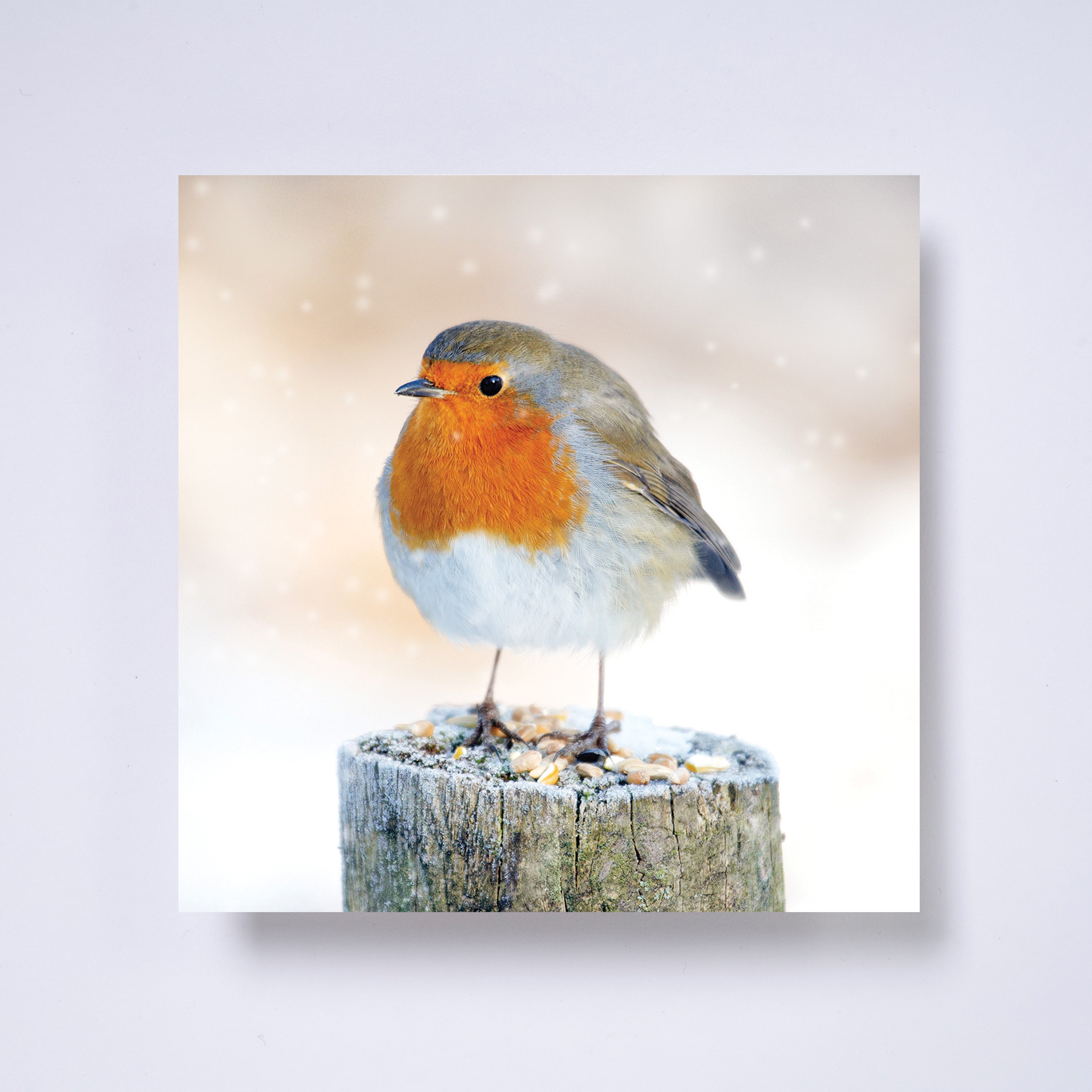 Photo robin - pack of 10 charity Christmas cards with envelopes