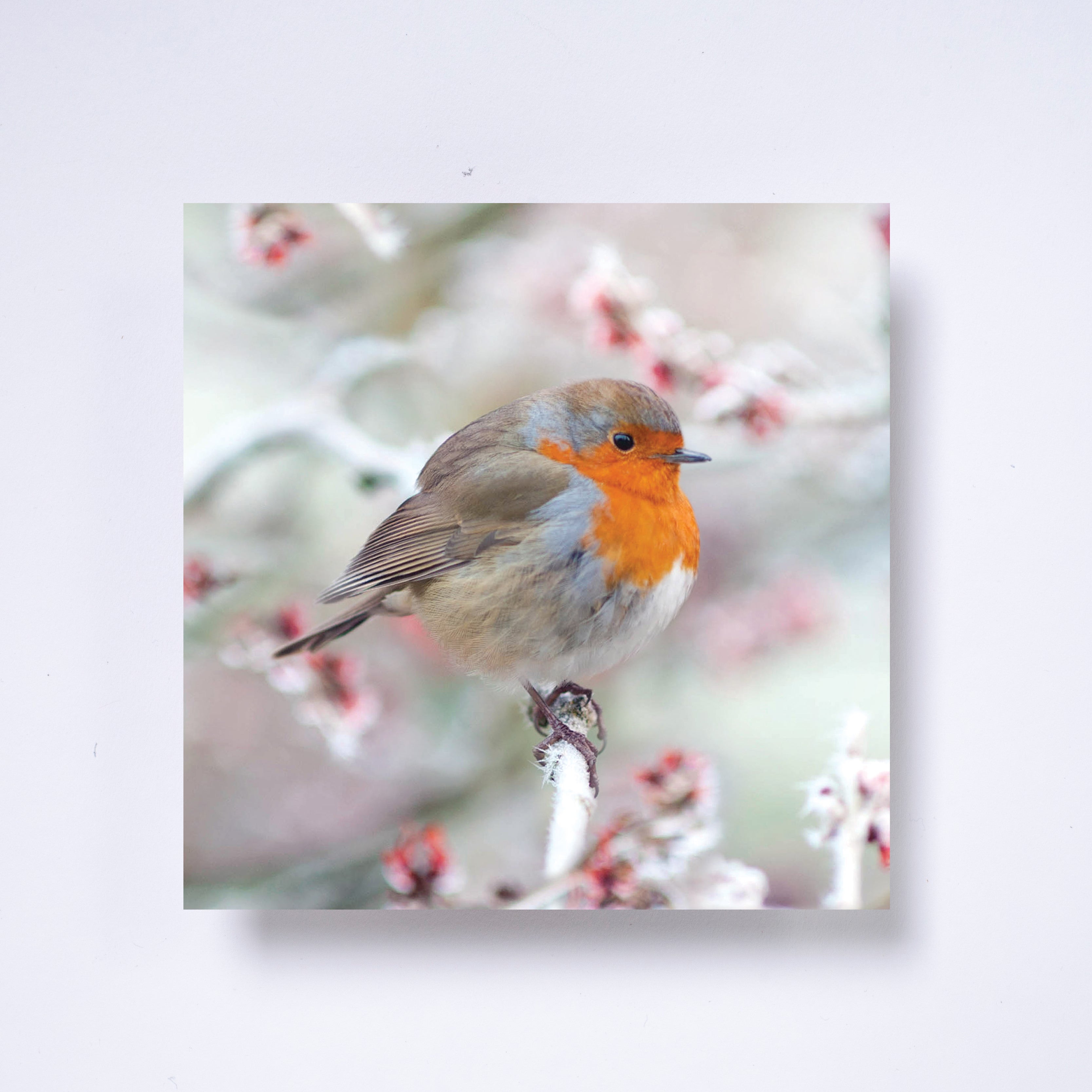 Robin - pack of 10 charity Christmas cards with envelopes