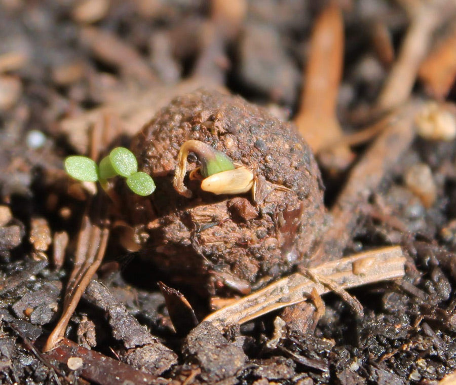 Seedball Tubes - Basil