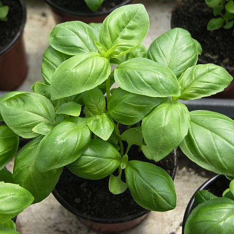 Seedball Tubes - Basil