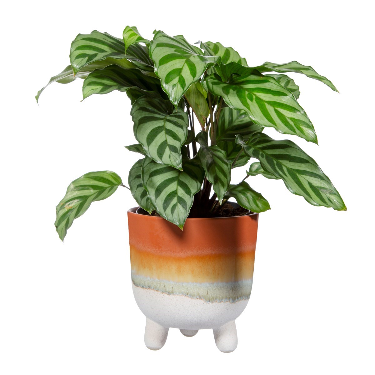 Sass and Belle- Mojave Large Terracotta Planter