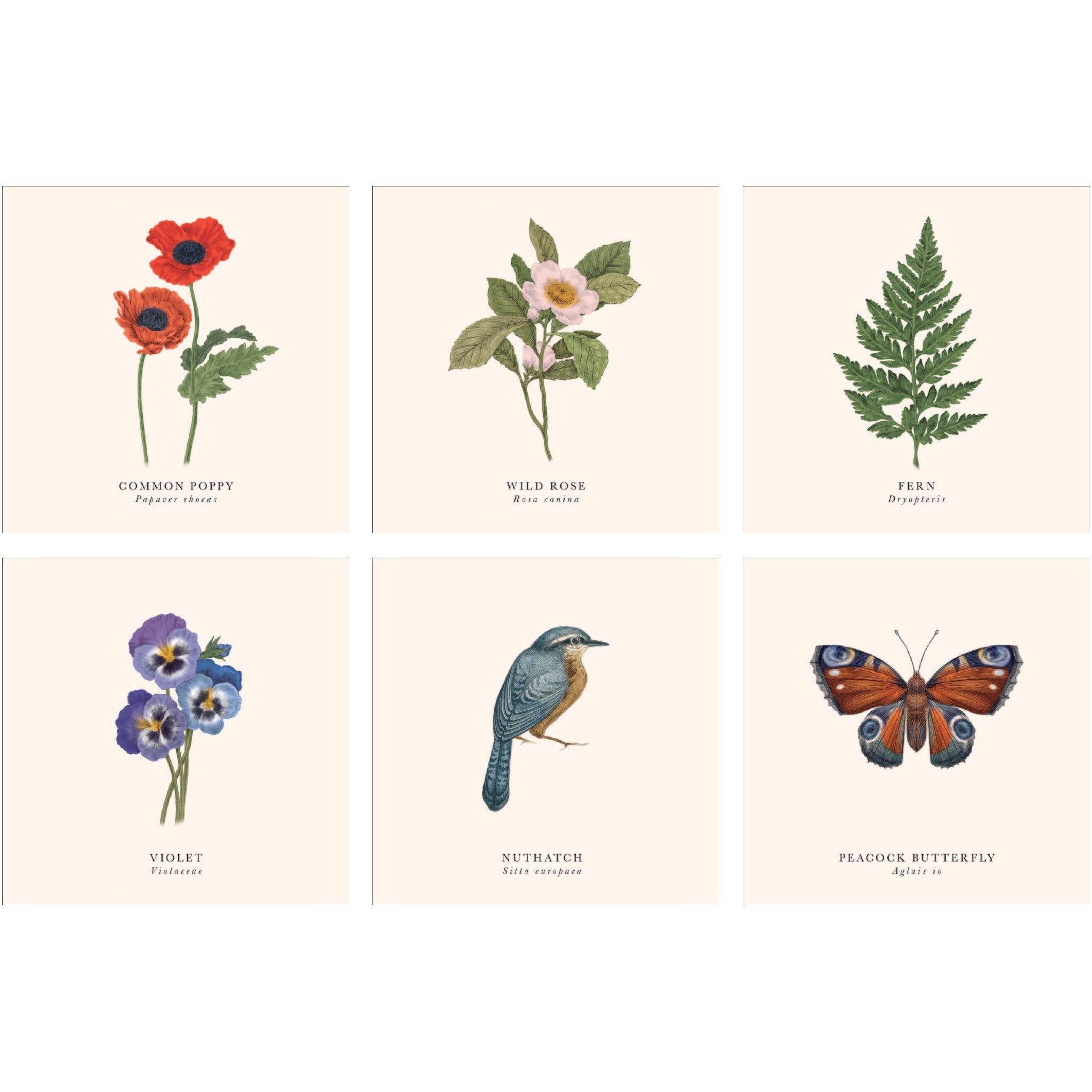 Botanical designs set of 6 greeting cards